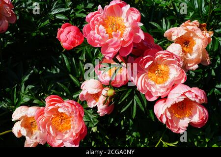 Corallo arancio rosa fiore di pony in fiore Foto Stock