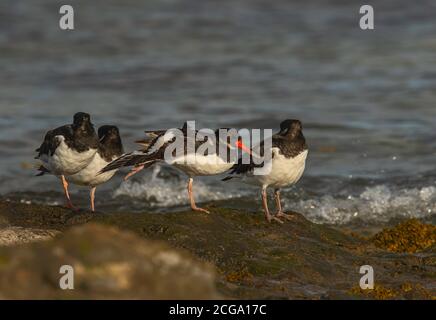 Haematopus ostralegus gli Ostercatchers eurasiatici si radunano su una costa rocciosa del Northumberland mentre la marea entra. Foto Stock