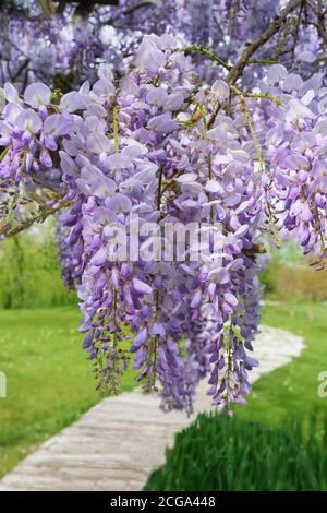 Fiori primaverili. Glicine in fiore Foto Stock