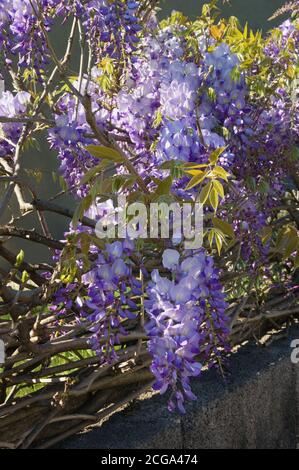 Fiori primaverili. Fioritura della vite glicina in giardino mediterraneo Foto Stock