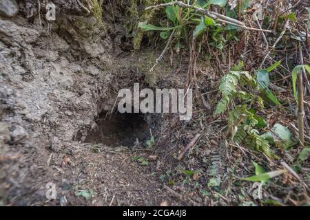 Buco di coniglio in Cornish hedgerow. Metafora lungo il buco di coniglio, teorie cospirative, animali burrows, entrare nell'ignoto, coniglio correre, rifugio sicuro. Foto Stock
