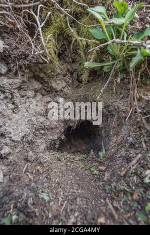 Buco di coniglio in Cornish hedgerow. Metafora lungo il buco di coniglio, teorie cospirative, animali burrows, entrare nell'ignoto, coniglio correre, rifugio sicuro. Foto Stock