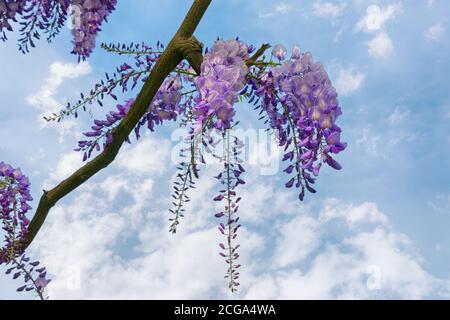 Fiori primaverili. Glicine contro il cielo Foto Stock