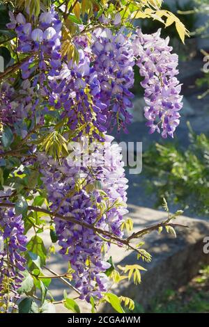 Fiori primaverili. Glicine in fiore Foto Stock