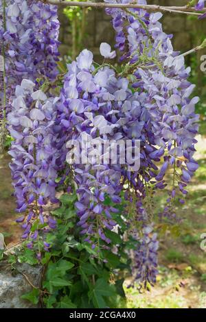 Fiori primaverili. Glicine in fiore Foto Stock