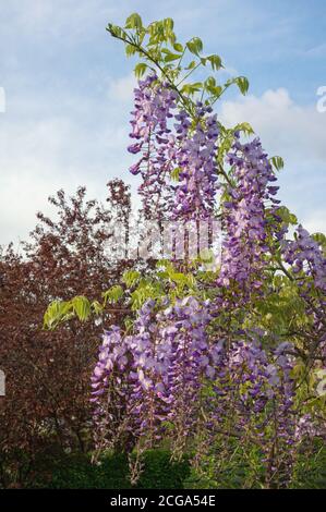 Fiori primaverili. Bel ramo di glicine fiorite nel giardino mediterraneo Foto Stock