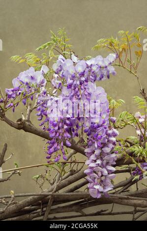 Fiori primaverili. Fioritura della vite glicina Foto Stock