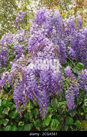 Fiori primaverili. Bel ramo di fioritura glicine in giardino mediterraneo Foto Stock