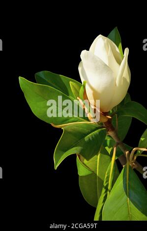 Un bel fiore bianco della Magnolia Meridionale ( Magnolia grandiflora ) isolato su fondo nero Foto Stock