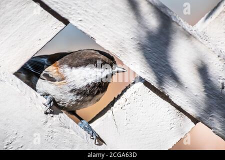 In prossimità dei castagni sostenuto Luisa (Poecile rufescens) incorniciata dal reticolo di una recinzione di legno; San Francisco Bay Area, California Foto Stock