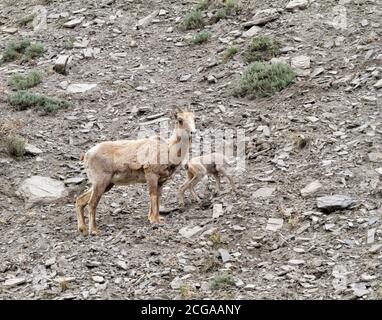 Pecora e bambino del Corno grande Foto Stock