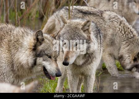Lupi grigi con teste insieme Foto Stock
