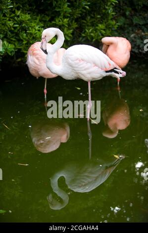 Kensington Roof Gardens (ora chiuso) Foto Stock