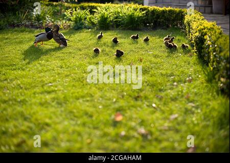 Kensington Roof Gardens (ora chiuso) Foto Stock