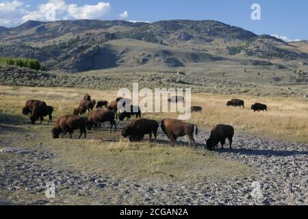 Pascoli di bisonti nella valle di Lamar, Parco Nazionale di Yellowstone, Wyoming Foto Stock