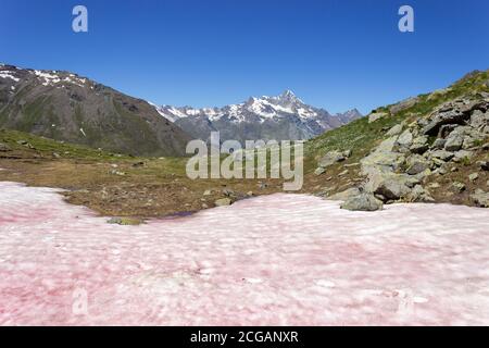 Neve rosa (neve di anguria) fenomeno nelle alpi italiane nell'estate 2020. Valle del Grauson, Cogne, Valle d'Aosta, Italia Foto Stock