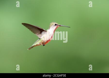 Ruby gola Hummingbird Archilochus colubris volare in estate su un sfondo verde naturale Foto Stock