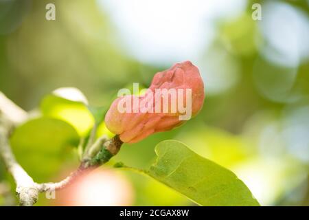 La maturazione della frutta su un cetriolo (Magnolia acuminata), noto anche come cetriolo magnolia o magnolia blu, in autunno ad Acton, Massachusetts, USA. Foto Stock