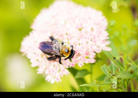 Ape carpentiere orientale (Xylocopa virginica) su orpina (Sedum telephium). Foto Stock