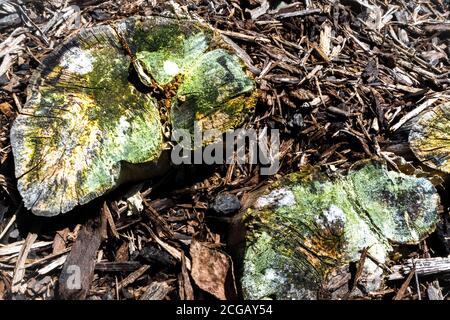 Primo piano di tre ceppi con muschio verde, arancione, bianco e giallo Foto Stock