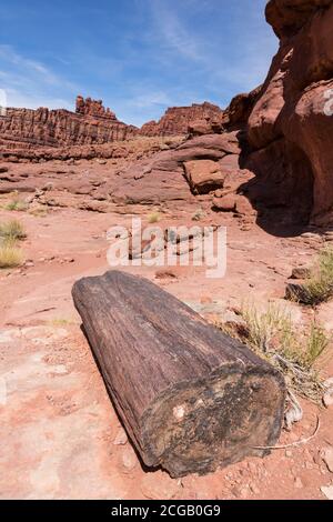 Grandi pezzi di legno pietrificato da antichi tronchi di alberi trovati nella formazione di Cutler lungo il fiume Colorado vicino Moab, Utah. Foto Stock