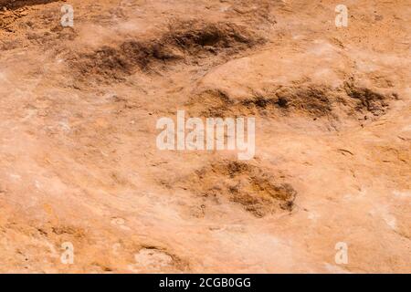 Una traccia di dinosauro di allosaurus ben conservata nella pietra arenaria di Buckhorn Wash nel San Rafael Swell, Utah. Foto Stock