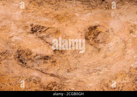 Una traccia di dinosauro di allosaurus ben conservata nella pietra arenaria di Buckhorn Wash nel San Rafael Swell, Utah. Foto Stock