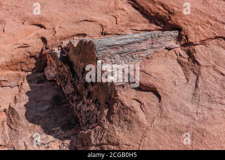 Grandi pezzi di legno pietrificato da antichi tronchi di alberi trovati nella formazione di Cutler lungo il fiume Colorado vicino Moab, Utah. Foto Stock