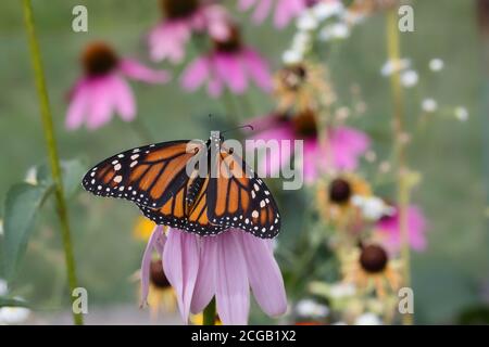 Farfalla Monarch poggiata su un controflower rosa in un giardino. Foto Stock