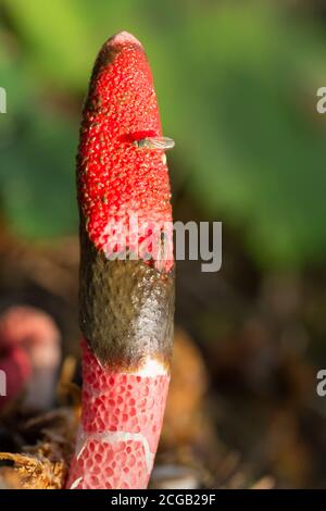 Fungo Stinkhorn (Mutinus ravenelii) Foto Stock