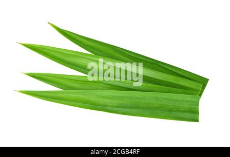 Vista dall'alto delle fragranti foglie di Pandan isolate su sfondo bianco Foto Stock