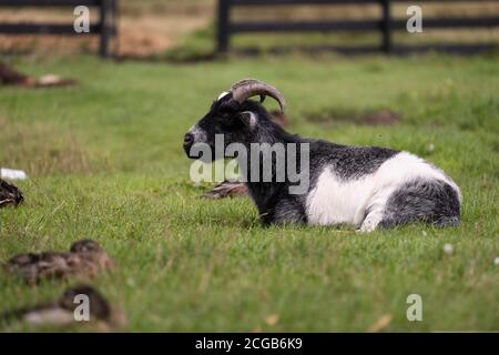 Capra nera e bianca con corna ruminante nell'erba fra alcune anatre di sonno offuscate. Profondità di campo ridotta Foto Stock