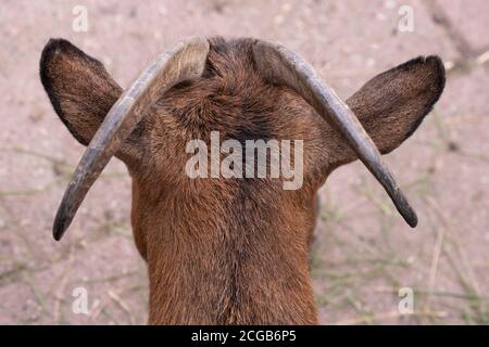 Testa di una nana bruna o capra pigmina con corna e orecchie viste dall'alto. Mettere a fuoco i peli tra i due avvisatori acustici. Profondità di campo ridotta Foto Stock