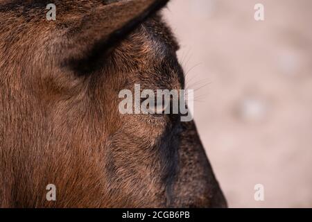 Parte della testa di una nana bruna o di una capra pigmina in vista laterale. Mettere a fuoco l'occhio. Profondità di campo ridotta Foto Stock