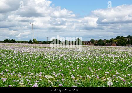 Un campo di papaveri di oppio coltivati che crescono a Basingstoke, Hampshire. Foto Stock