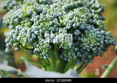 Giovani broccoli che crescono sul letto vegetale Foto Stock