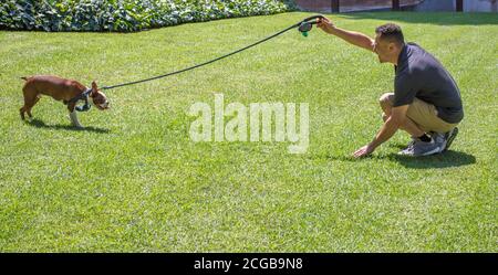 Un adorabile brindle Boston terrier cucciolo che si è addestrato su un Guinzaglio da un giovane ispanico in un parco una giornata di sole con spazio per la copia Foto Stock