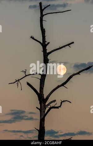 Immagine ravvicinata isolata di un tronco di albero morto retroilluminato con rami coperti di corteccia ma senza foglie. Dietro l'albero, c'è un cielo rosso tramonto con f Foto Stock