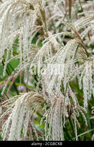 Miscanthus sinensis "Kaskade". Eulalia "Kaskade". Miscanthus 'Cascade'. Varietà Miscanthus sinensis condensatus "Kaskade". Erba ornamentale Foto Stock