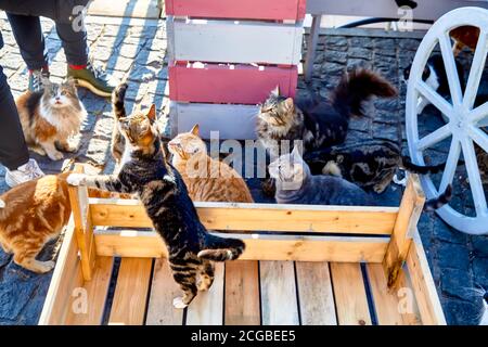 Gatti selvatici all'aperto in attesa di cibo Foto Stock