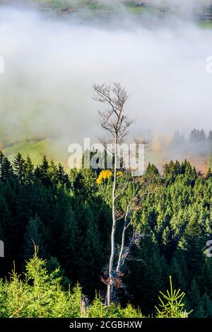 Vista mistica di contrafforti alpini vicino Gruentensee nell'Allgaeu bavarese in una nebbiosa mattina di ottobre Foto Stock