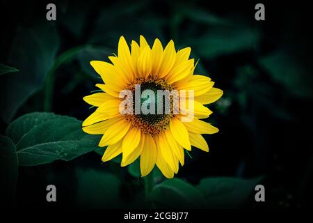 un girasole meraviglioso su uno sfondo di foglie verdi Foto Stock