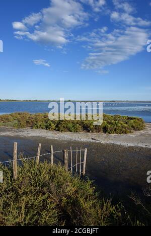 Camargue Landscape Mudbank & Salicornia europaea tollerante al sale aka Glasswort O Marsh Samphire Camargue Wetlands o Riserva Naturale Provenza Francia Foto Stock