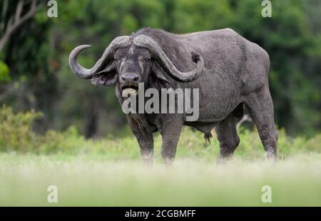 Bufalo africano (Syncerus) vicino al fiume Talek a Masai Mara, Kenya, Africa orientale Foto Stock