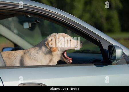 Closeup di divertente cane da sbadigli. Labrador Retriever in auto. Viaggia con il cane. Foto Stock