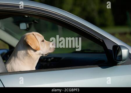 vista laterale del cane in auto - labrador retriever, primo piano shot Foto Stock