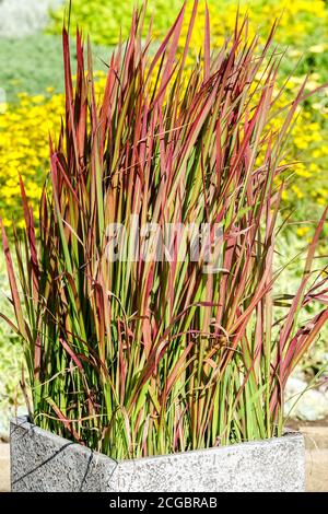 Erba di sangue giapponese Imperata cylindrica "Red Baron" in vaso Foto Stock