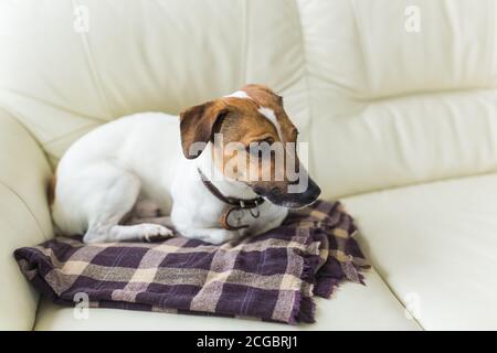 Primo piano jack russell terrier cane sonnolento muso ritratto su la plaid Foto Stock