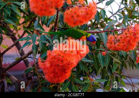 Rainbow Lorikeet (Trichoglossus moluccanus) che si nutre di un albero di gomma fiorente nani in un cortile suburbano, Melbourne, Victoria, Australia Foto Stock