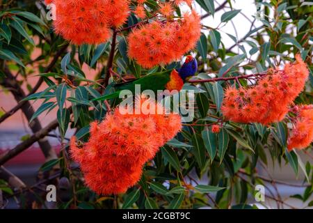 Rainbow Lorikeet (Trichoglossus moluccanus) che si nutre di un albero di gomma fiorente nani in un cortile suburbano, Melbourne, Victoria, Australia Foto Stock